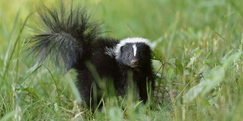 Safety And Wildlife Laws Change The Decision
