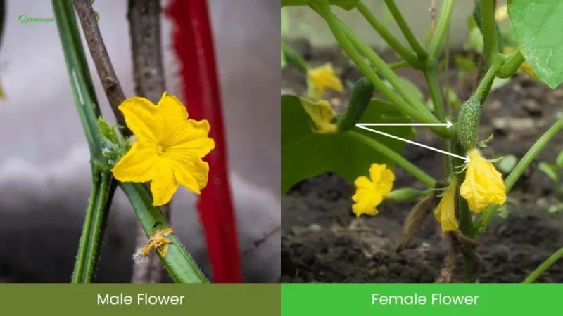 Female Flowers Point Toward Pollination Or Stress