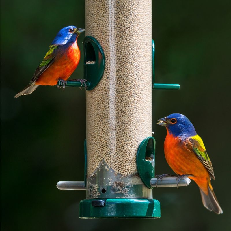 Treat A Feeder As Supplemental Help