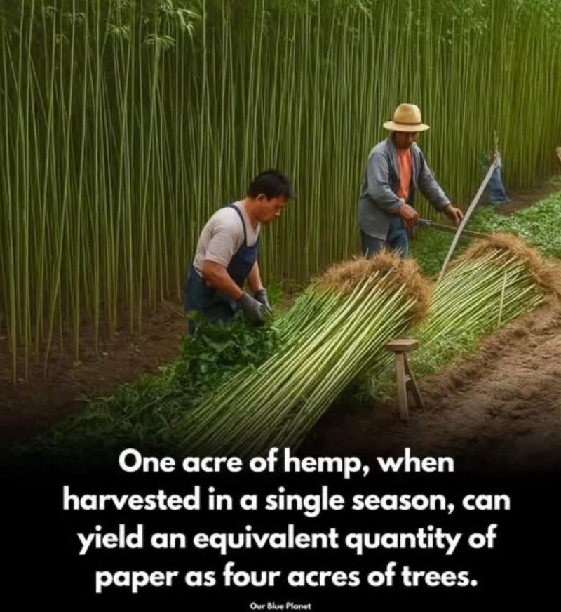 Harvesting Starts A Longer Processing Job