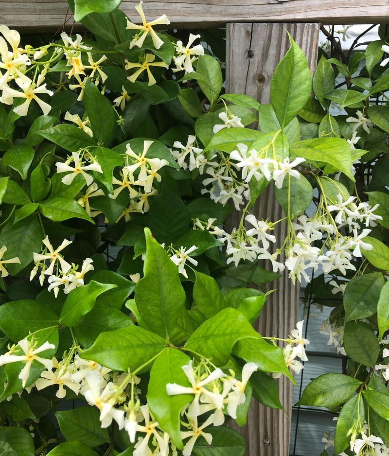 Avoid the Asiatic Jasmine Mix-Up