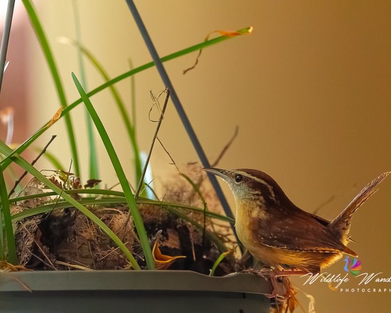 Support A Living Yard Without Creating A Pest Outbreak