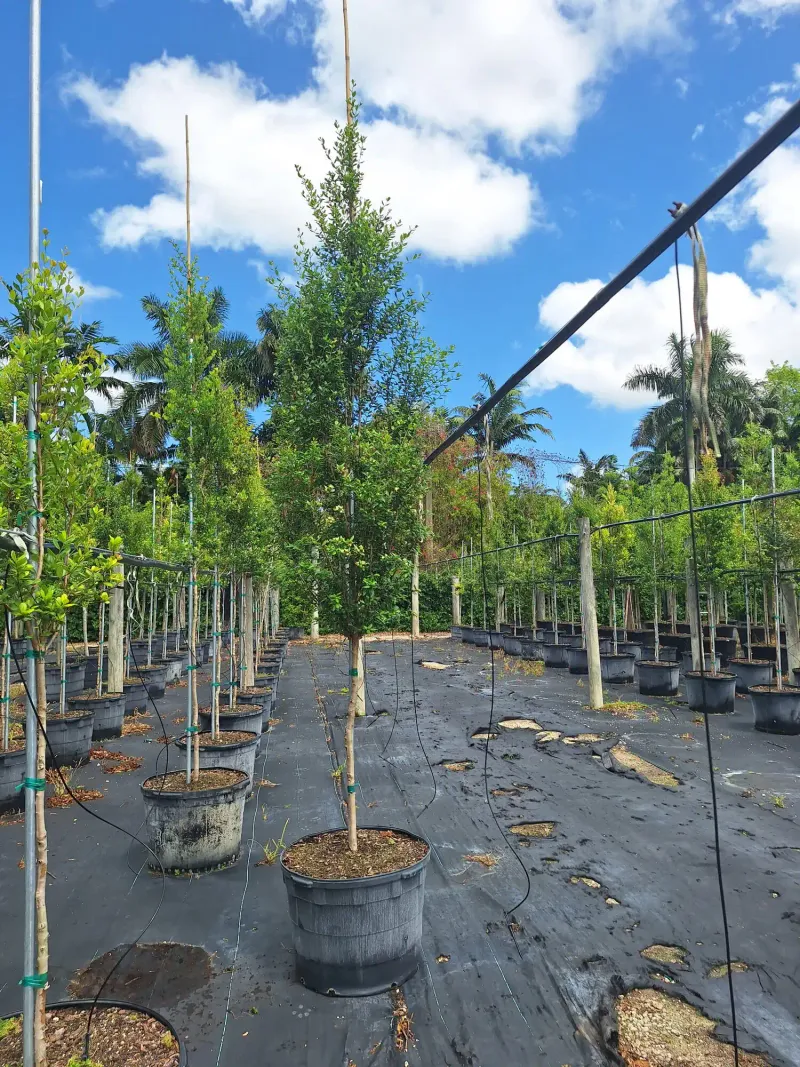 Check Hardiness And Site Conditions Before Buying