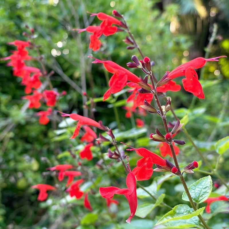 Build A Bigger Pollinator Benefit Around It