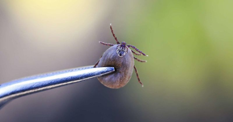 Add Pet Checks And Prompt Tick Removal