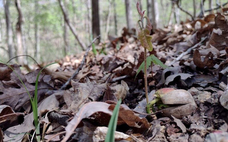 Some Escaped Acorns Matter, But None Guarantee A Forest