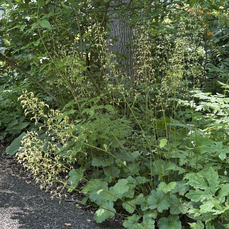 Use Simple Maintenance To Keep The Plant Useful