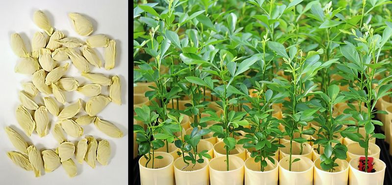 A Seedling May Not Match the Parent Lemon
