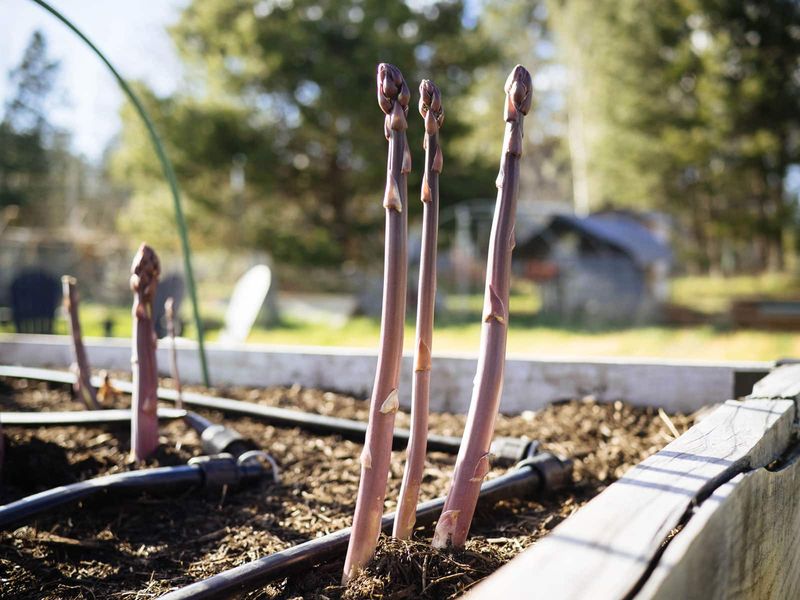 Decide Whether The Long Wait Fits Your Yard