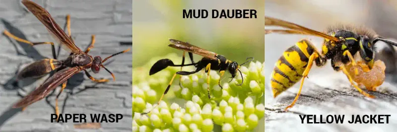 Yellowjackets Are Not Every Wasp