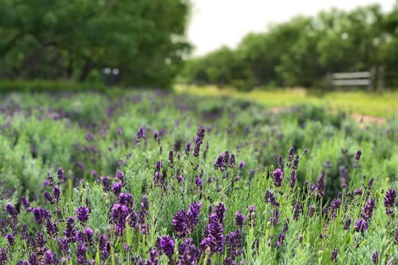Lavender's Soothing Scent Drives Rodents Away