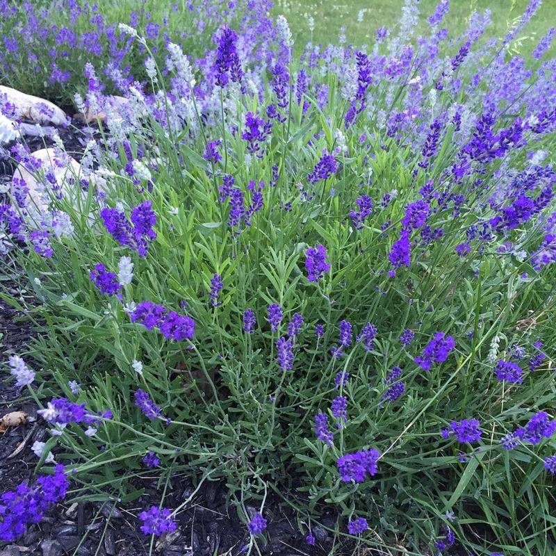 Lavender Sweetens The Air And Sours The Welcome