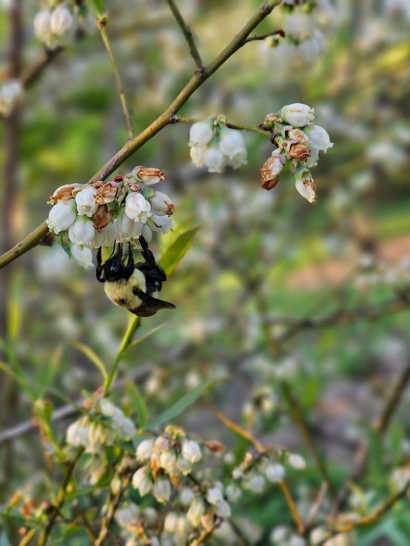 Prepare Now For Better Spring Pollination