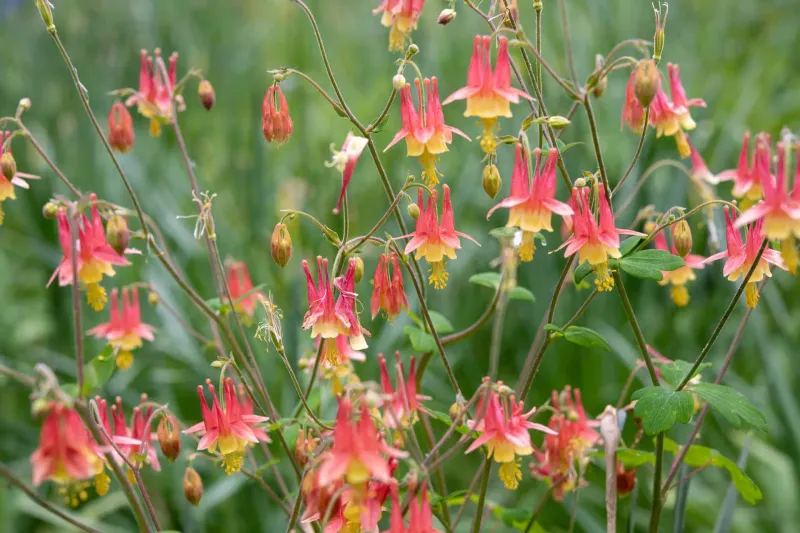 Leave Some Seed Heads And Control Weeds