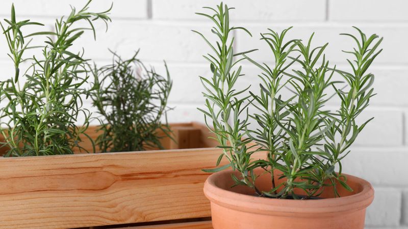 Use a Container When Texas Soil Fights Back