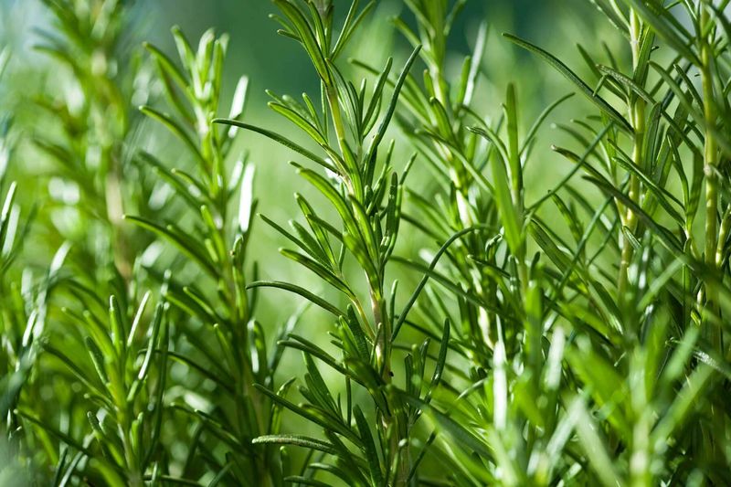 Keep Rosemary In The Supporting Role