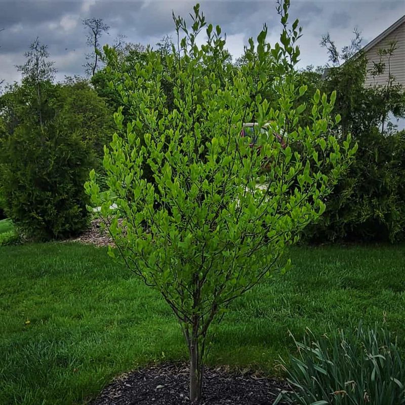 Establish The Shrub Without Inventing A Formula