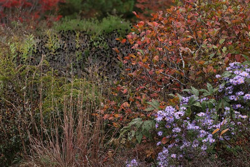 Manage A Habitat Patch Through The Seasons