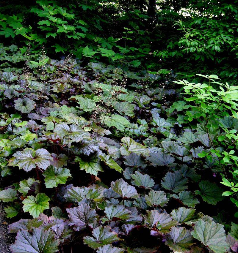 Plant For A Mature, Spreading Mound