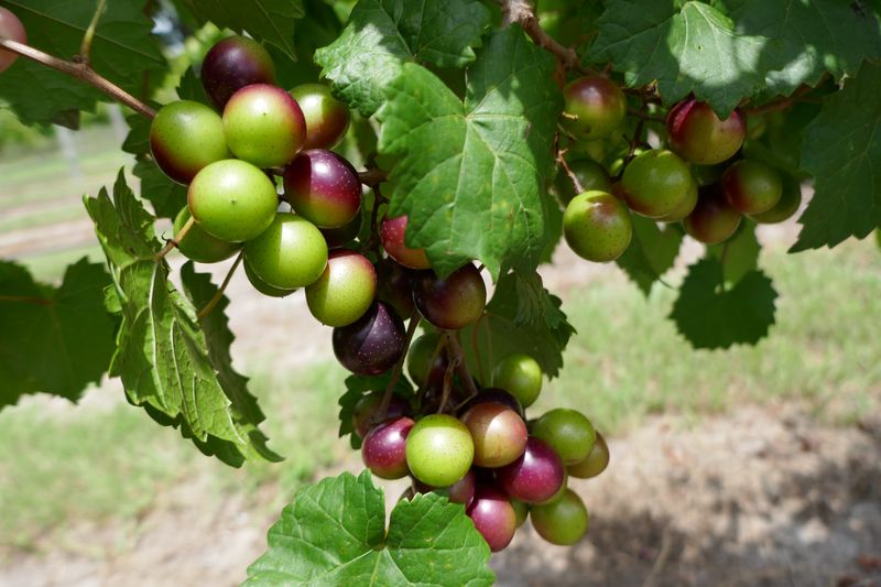 Muscadine Is The Strongest Broadly Useful Choice