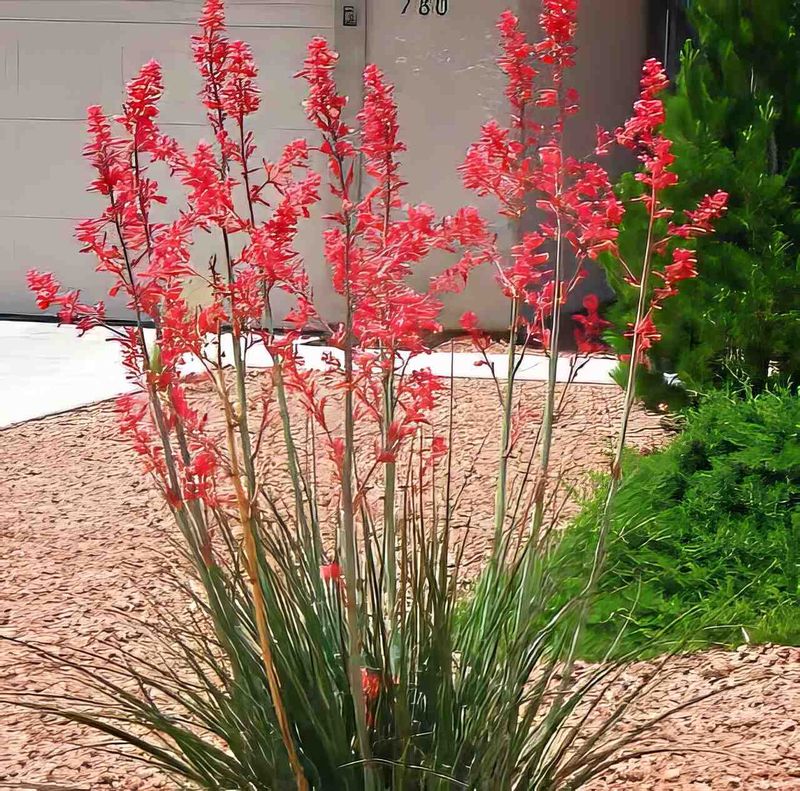 Plant Now And Water Deep To Get Them Started