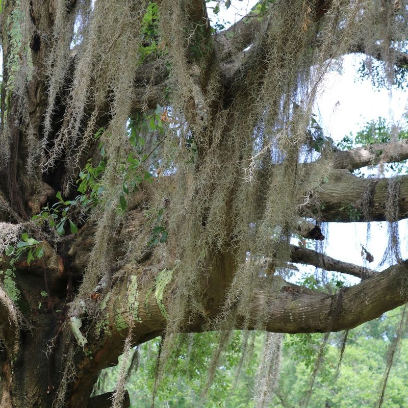 Protect Natural Roosts Too