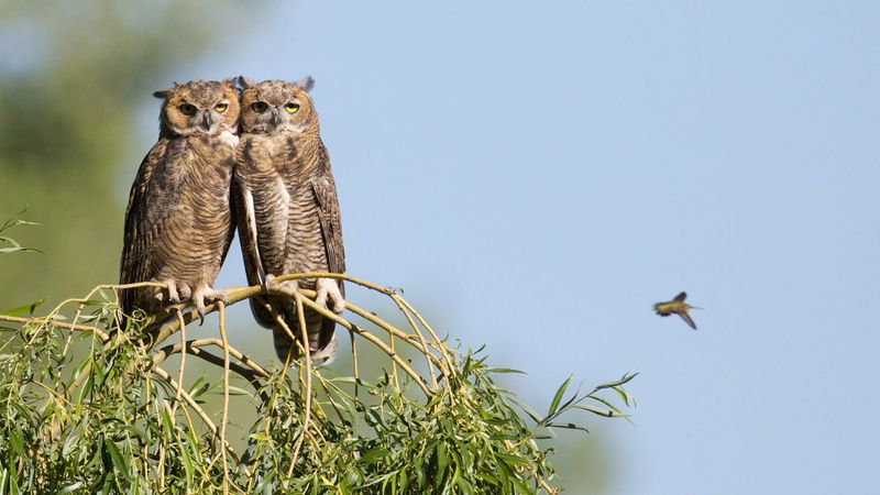 Avoid Owl Boxes, Barn Access, And Rat Poison Shortcuts
