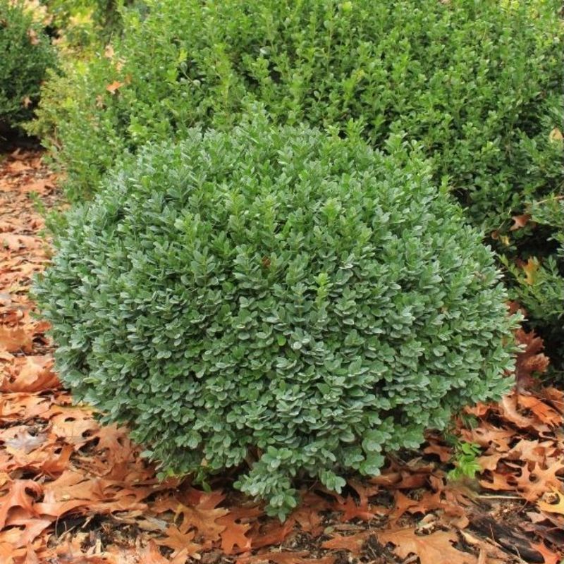 Prune For Shape Without Over-Shearing