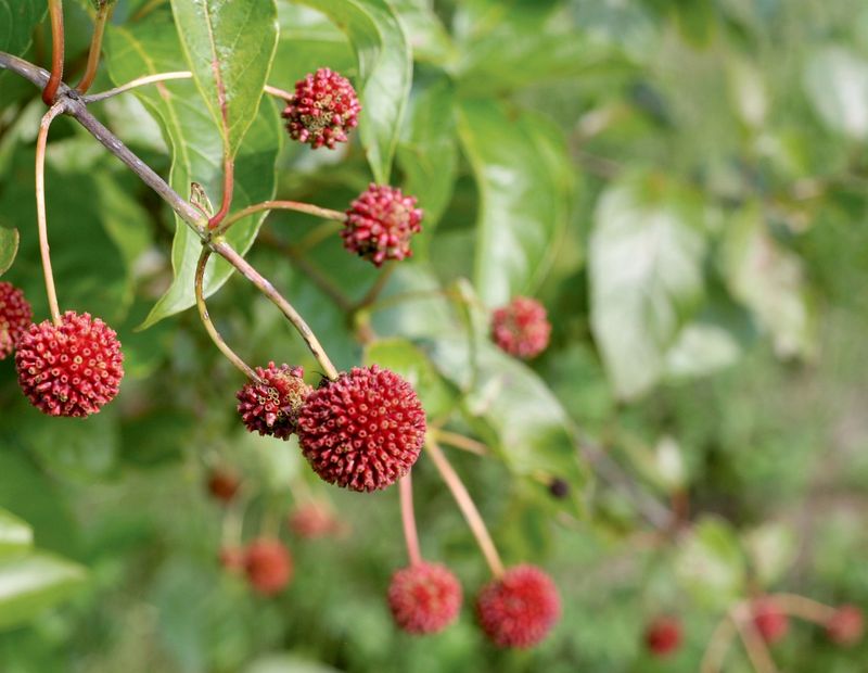 Plan For Summer Flowers And Winter Fruit