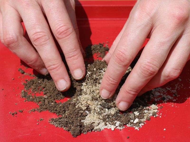 Sow In Fall On Prepared Soil