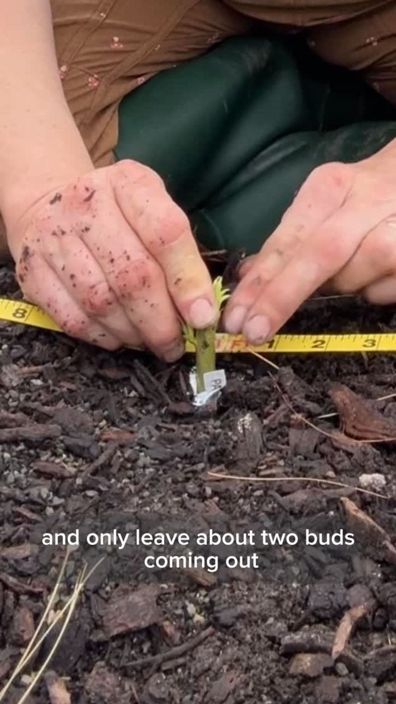 Prepare The Line Before Planting