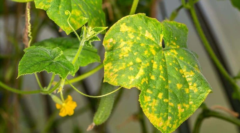 Check the Plant Before Adding Fertilizer