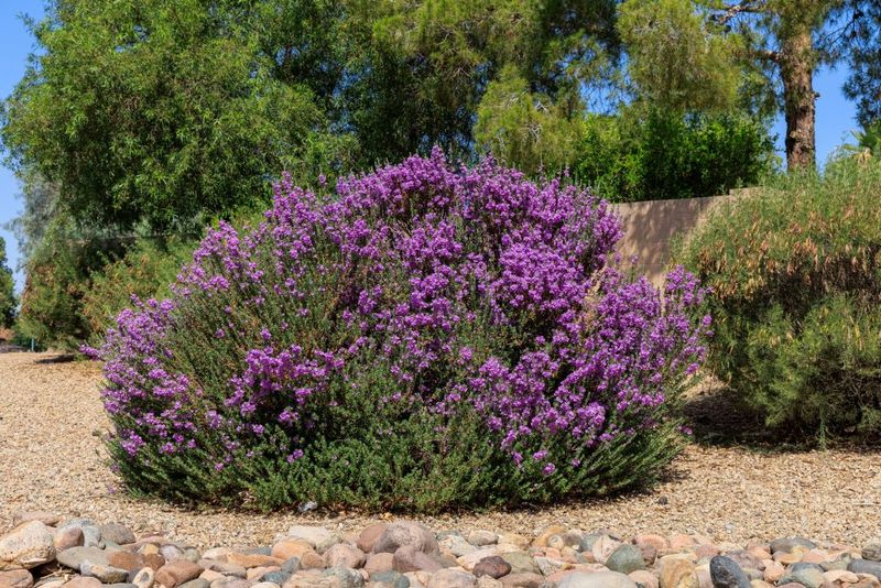 Established Shrubs Need a Flexible Rhythm