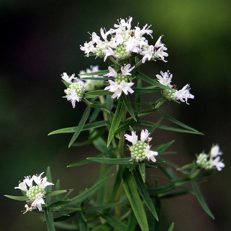 Keep Established Plants on a Light-Care Routine