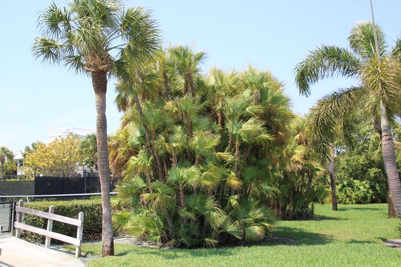 Plan for the Full Clump