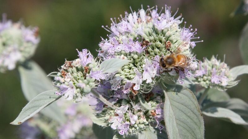 Its Summer Bloom Feeds More Than the Border