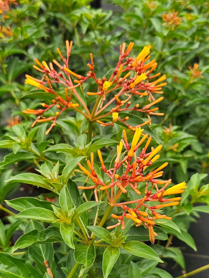 Treat Firebush as a First Layer, Not a Guarantee