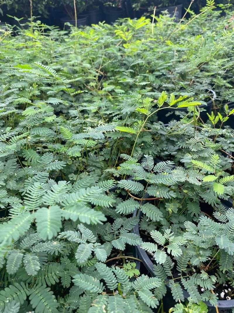 Establish Dense Coverage Before Weeds Take Over