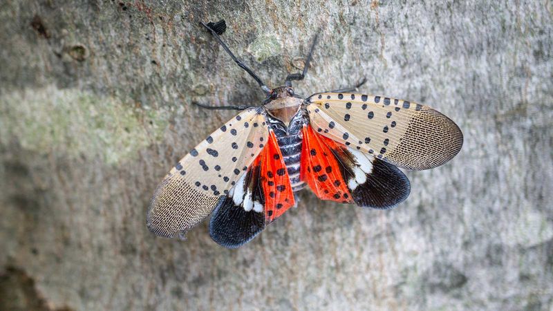 Spotted Lanternfly Is a Different North Carolina Concern