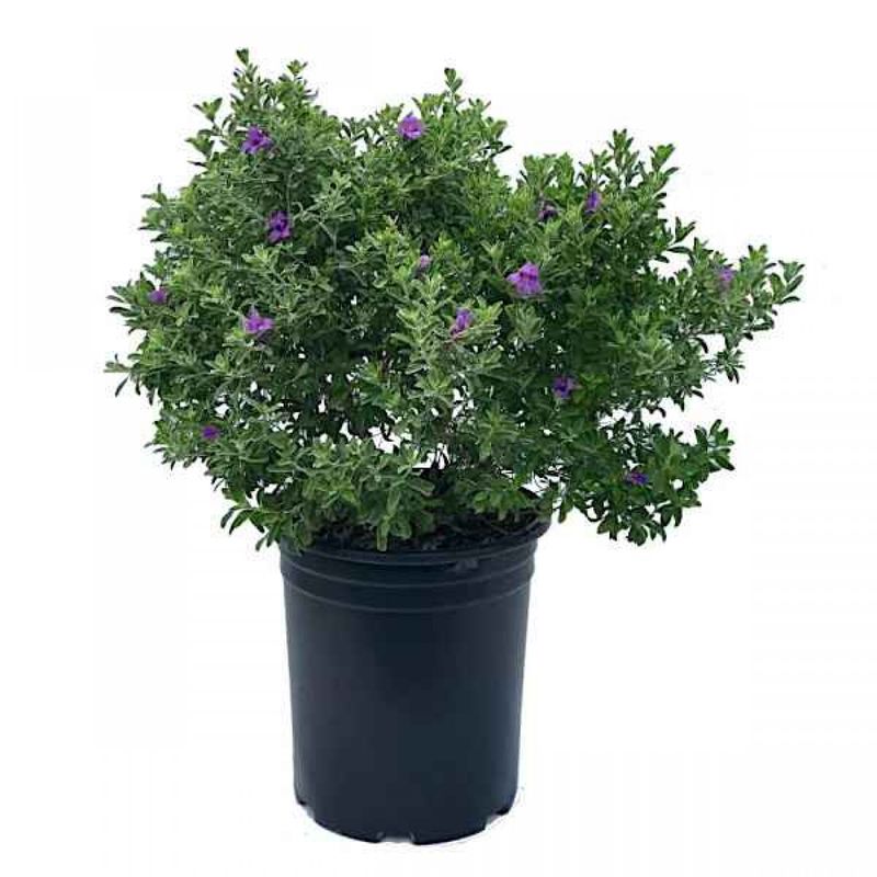 Choose the Cultivar Before You Set the Spacing