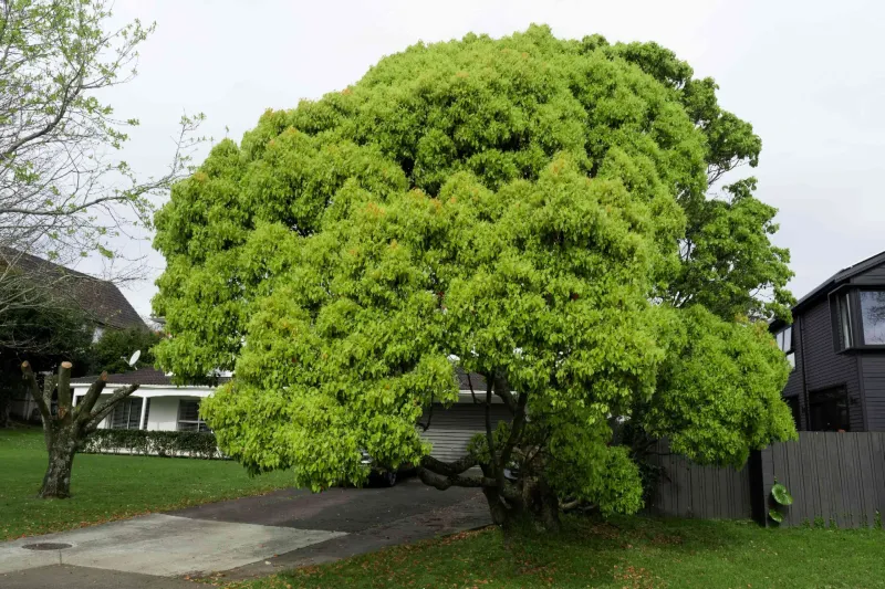 Choose the Site for the Full-Size Tree