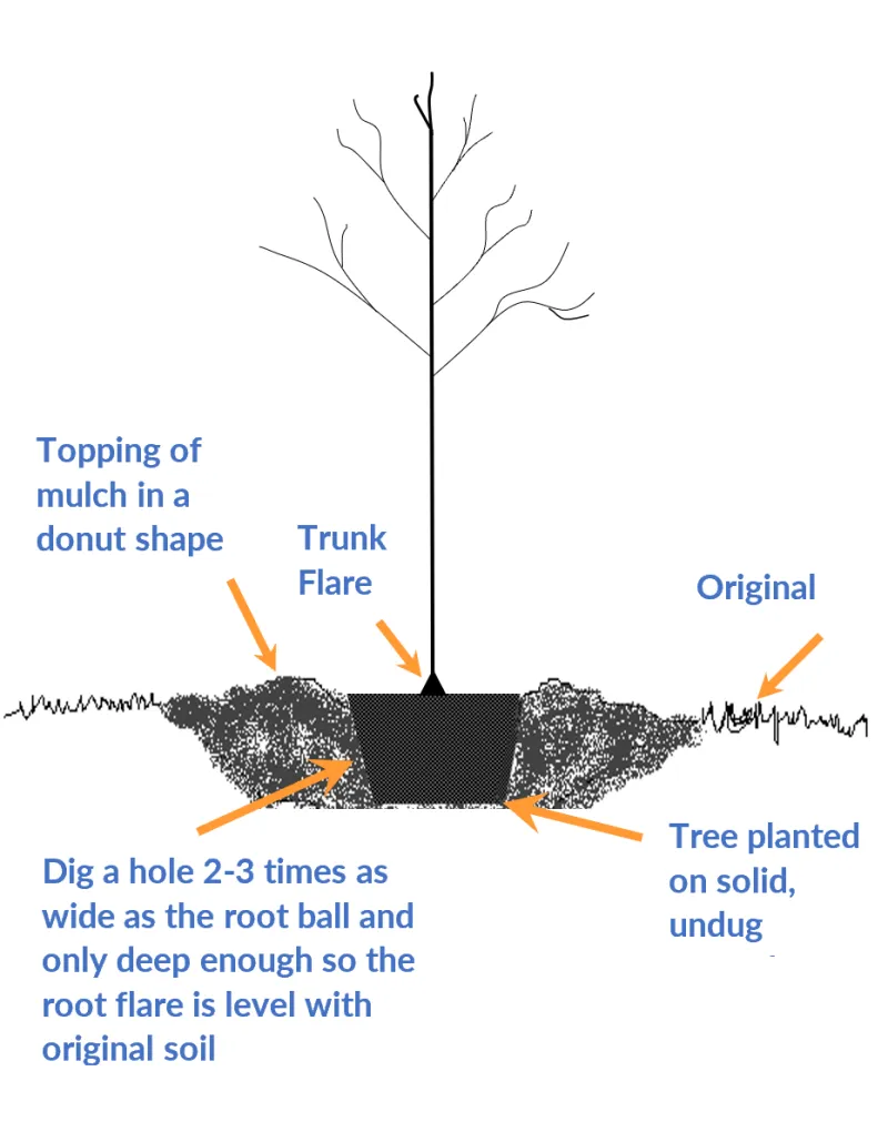 Plant the Root Ball for the Site You Have