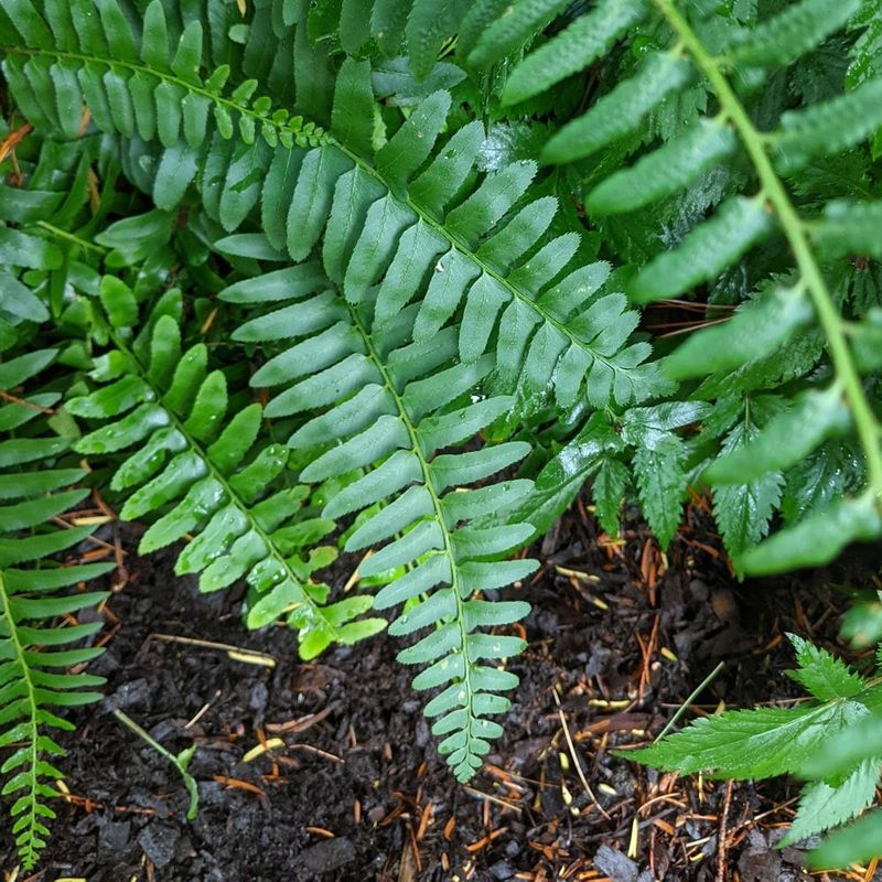 Evergreen Ferns Shrug Off The Deer