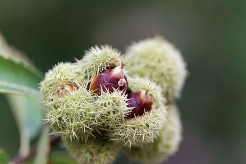 American Chinquapin Turns Nuts Into a Hands-On Harvest