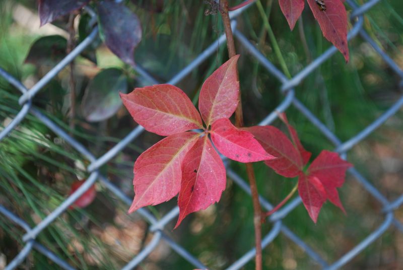 Virginia Creeper Covers Fast And Feeds In Fall