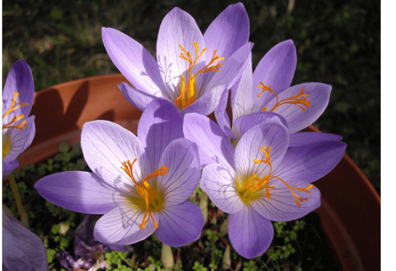 Autumn Crocus Adds Delicate Purple To The Bed