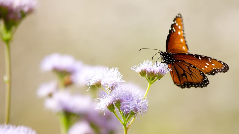 Gregg's Mistflower Feeds The Fall Monarchs