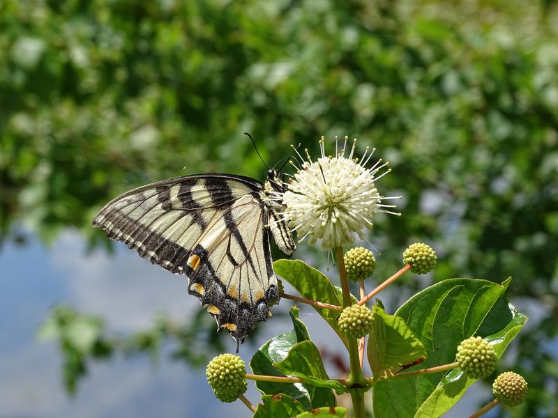 Butterfly Bush Attracts Adults, But It Is Not The Whole Habitat
