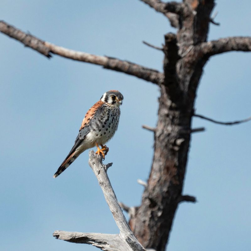 No Plant Summons A Kestrel