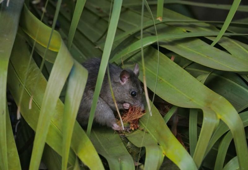 Rats Share the Menu